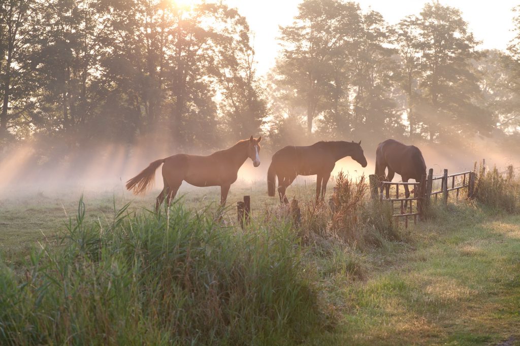 horses in a hazy field